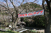 明日から那賀バイパスで夜桜ライトアップ