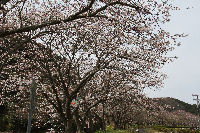 那賀バイパスの桜