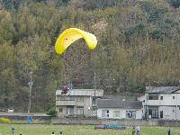 那賀の田んぼをつかった花畑でパラグライダーによるお菓子まき