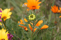 那賀の田んぼをつかった花畑