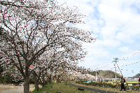 那賀バイパスの桜