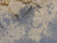 石部の棚田でオタマジャクシ発見