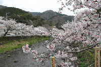 大沢温泉付近の桜