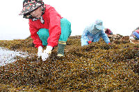 岩地地区でひじき刈り