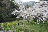 大沢温泉付近の桜