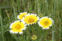 那賀の田んぼをつかった花畑