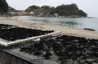 岩地海岸でヒジキ干し