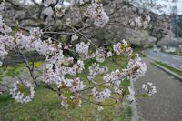 松崎の桜