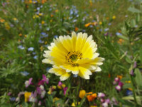 那賀の田んぼをつかった花畑