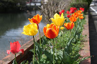 チューリップ