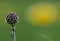 那賀の田んぼをつかった花畑