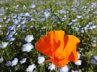 那賀の田んぼをつかった花畑