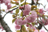 大沢桜