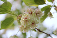 ギョイコウ（御衣黄）