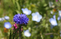 那賀の田んぼをつかった花畑