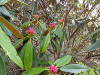 長九郎山のシャクナゲ