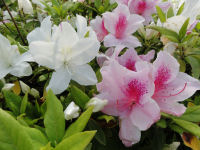 那賀バイパスのツツジ