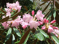 長九郎山のシャクナゲ