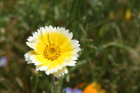 那賀の田んぼをつかった花畑