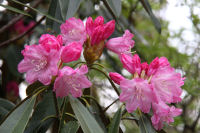 長九郎山のシャクナゲ