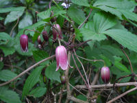 ハンショウヅル