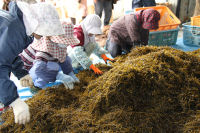 雲見でヒジキ刈り