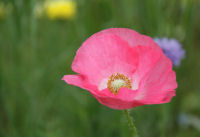 那賀の田んぼをつかった花畑