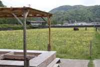 那賀の田んぼをつかった花畑の足湯