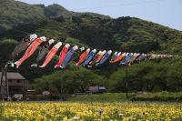 那賀の田んぼをつかった花畑でこいのぼり