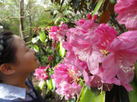 長九郎山のシャクナゲ