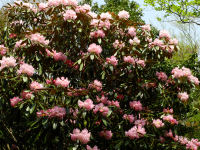 八瀬峠付近のシャクナゲ