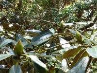 山頂付近のシャクナゲ