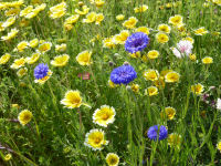 田んぼを使った花畑