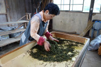茶摘みと茶揉み