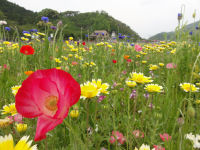 那賀の田んぼをつかった花畑