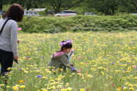 那賀の田んぼをつかった花畑で無料花摘み