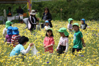 松崎幼稚園中川園の園児が花摘み