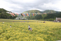 那賀の田んぼをつかった花畑