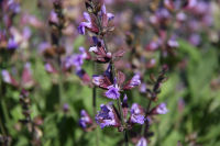 ハーブ実証栽培事業「コモンセージ」