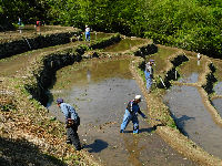 石部棚田