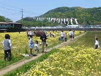 田んぼをつかった花畑