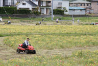那賀の田んぼをつかった花畑で刈取り作業