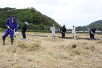 特別支援学校伊豆松崎分校の生徒が刈取り作業に協力
