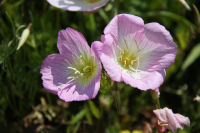 ヒルザキツキミソウ