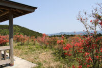 長者ヶ原のツツジ