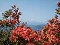 雲見高通山のツツジ
