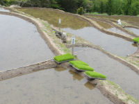 石部棚田で田植え祭の準備