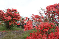 高通り山つつじ祭り