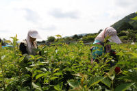 桜葉収穫作業