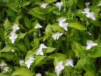 トキワツユクサ